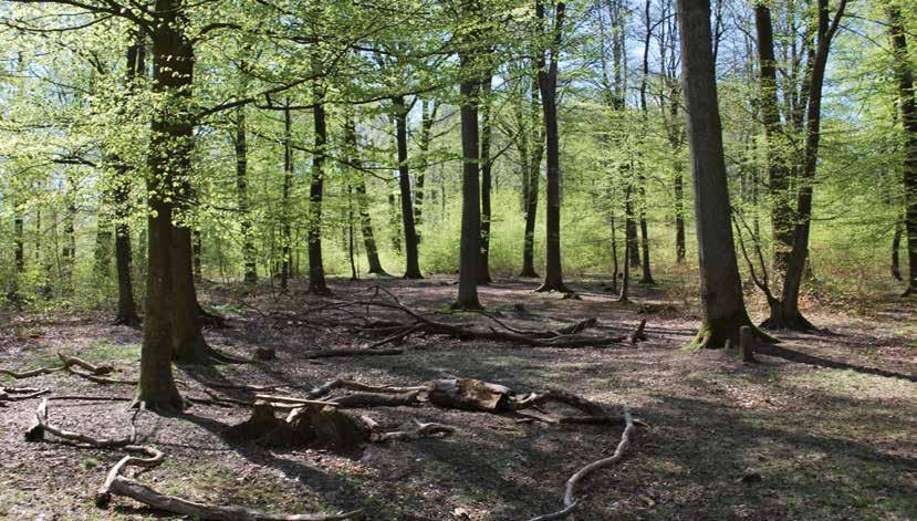 Större våtmarker saknades. De våtmarker som ändå fanns låg främst utmed vattendragen, där så kallade sidvallsängar var värdefulla fodermarker. I området ingick även den norra spetsen av Häs måse.