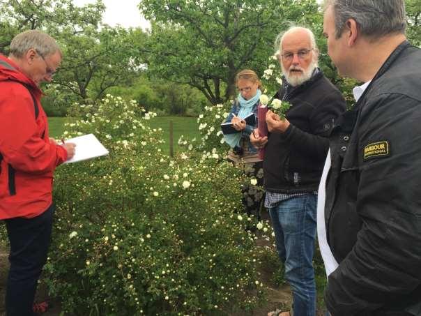 Under 2015 visade projektledaren och bitr. projektledaren rosorna i provodling på Fredriksdal för näringens representanter i form av E-plantgruppen.
