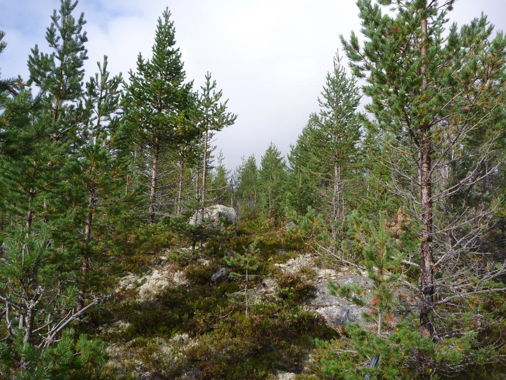 Älgskadornas inverkan på volymproduktionen i landets skogar Resultat baserade