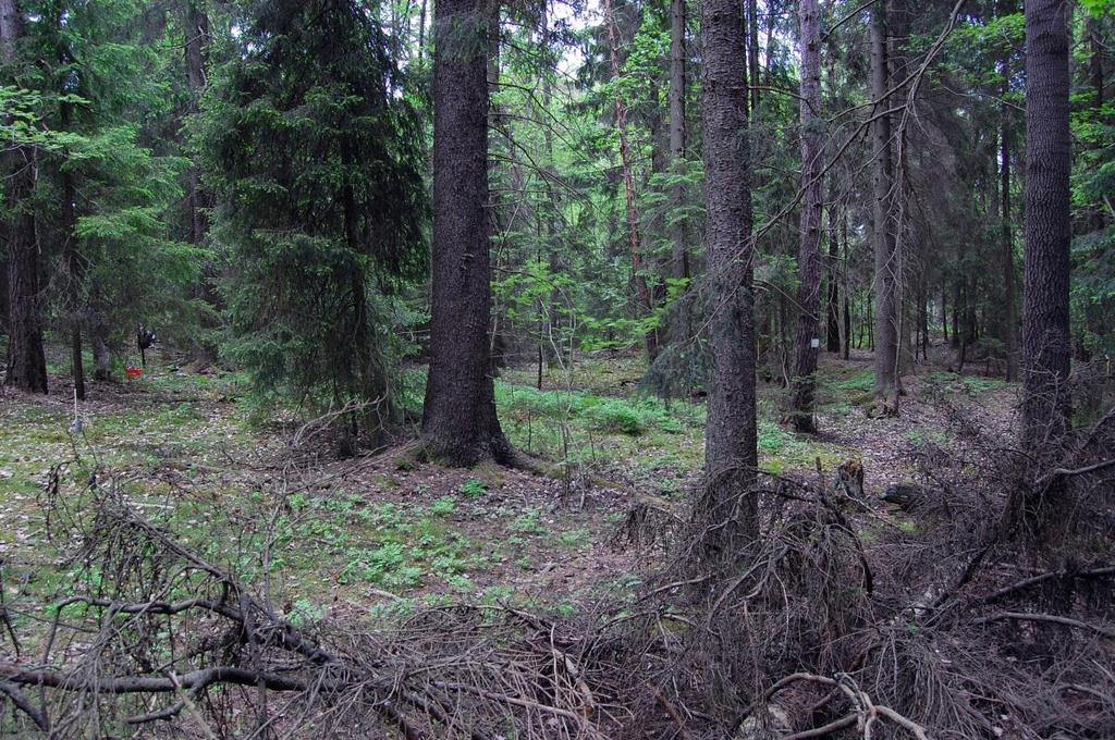 Sticklinge (A05): Provytan består av drygt 100-årig granskog i ett relativt kuperat skogsområde på nordvästra Lidingö.