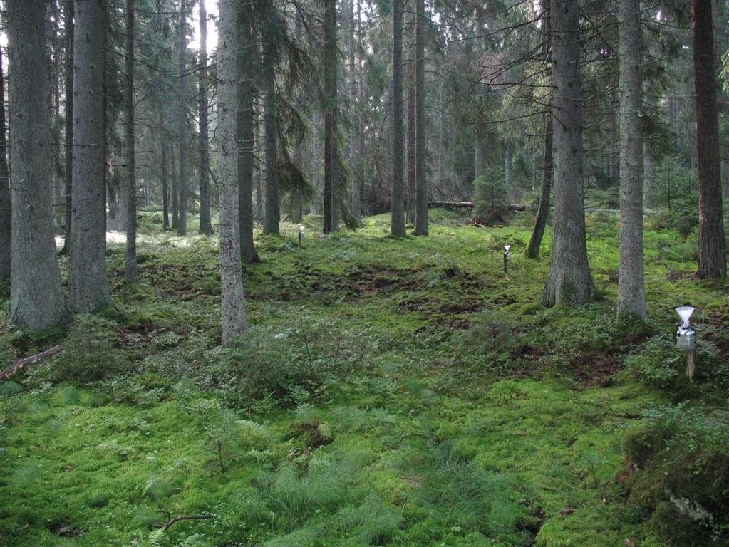 Farstanäs (A 35): 111-årig granskog i Södertälje kommun. Fältskikt består av blåbär, husmossa, kammossa samt ormbunkar.