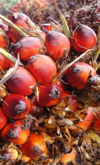 AAK och palmolja AAK:s policy är att vi följer FN:s Global Compact och RSPO, arbetar fokuserat på full spårbarhet samt att vi fullständigt refuserar leverantörer involverade i skogsskövling eller