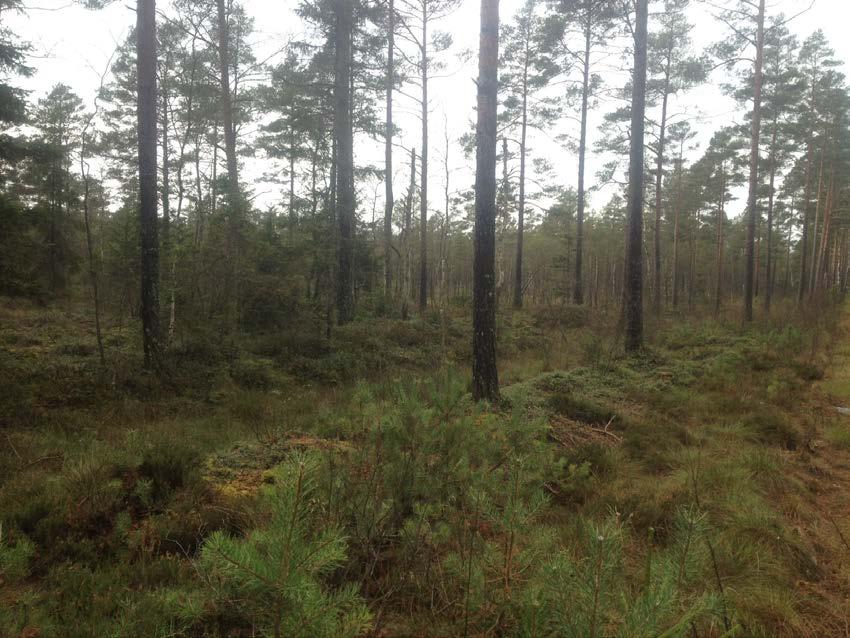 Vad vi behandlar A Krav på underlag. B Riktlinjer som gäller prövning av torvtäkt.