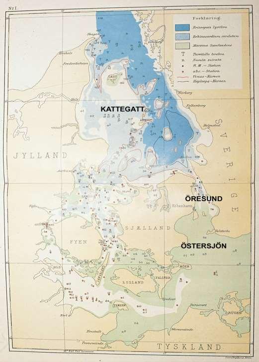 IGÅR OCH IDAG Modiolus kraftigt