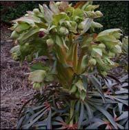 foetidus Hosta Frances Williams