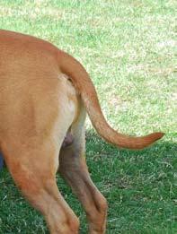Svans Svans Svansen skall vara kort i förhållande till hundens storlek. Den skall vara lågt ansatt och avsmalna till en fin spets. Den skall inte bäras rullad eller in över ryggen.