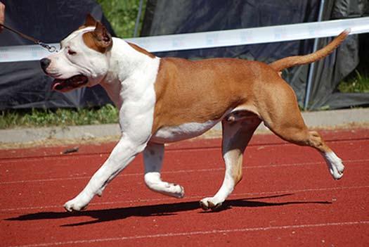 Rörelser Standard: RÖRELSER: Rörelserna skall vara spänstiga men inte rullande eller övergå i passgång. Amstaff är en normalt byggd hund och ska röra sig på ett normalt sätt, utan överdrifter.