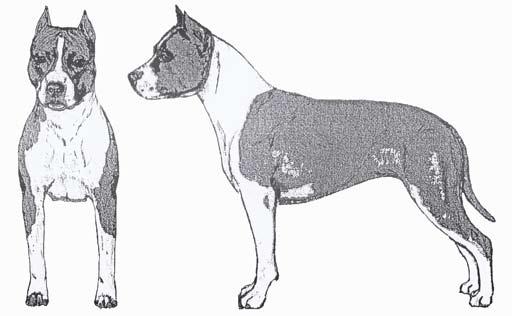 Hanhund Tik Uppförande/karaktär Standard: Rasens mod är välkänt. En egenskap som överskuggar allt annat när det gäller det intryck en amstaff ger är dess temperament.