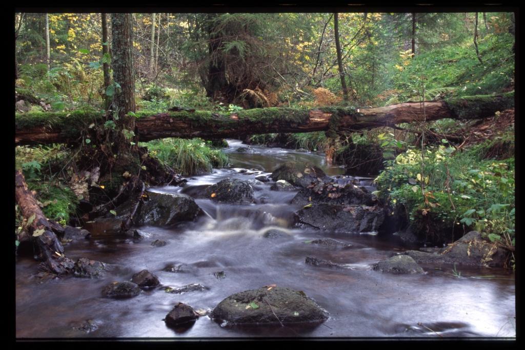 Vatten i skogslandskapet Att