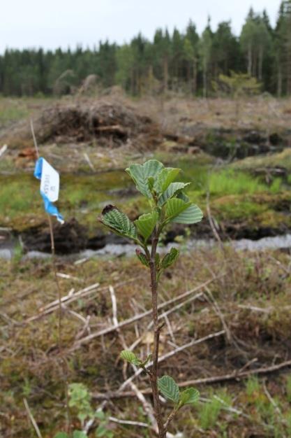 förbi dämmet i gammal fåra