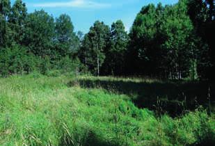 Planförslag Område 19 Grönområde vid Humpegårdsområdet Mellan E4:an och det tänkta utvecklingsområdet område 8 ligger ett skogsområde på kommunal mark som omfattas av kommunal skogsbruksplan.