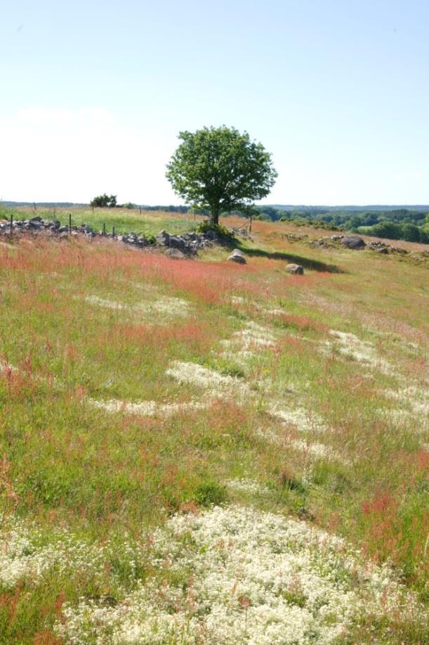 Vilka sysselsättnings-, miljö- och samhällsekonomiska effekter har jordbruksstöden?