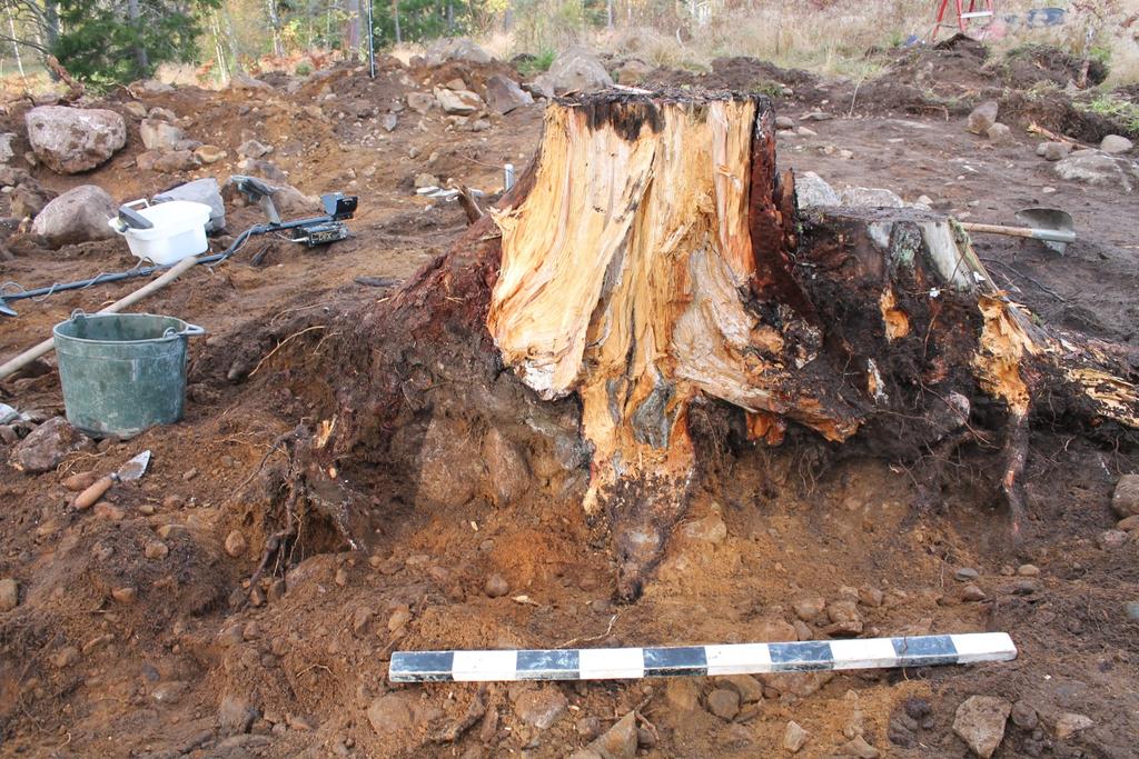 Figur 7. Keramiken hittades bland sten och trädrötter. Foto taget av Ulf Celin. I den sydöstra delen av stensättningen framkom mellan en större sten och stubbarnas rotsystem en del förstörd keramik.