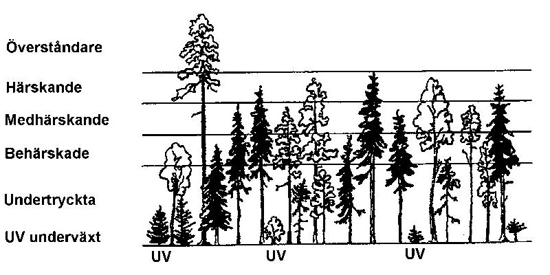 4.10 Detaljerade träddata/moth träd 3 Medhärskande Något lägre, med svagare utbildad krona. Ofta klenare än de härskande. 4/6-5/6 av de högsta trädens höjd (se fig 4.14).