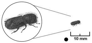 B: Sextandad barkborre, Pityogenes chalcographus.