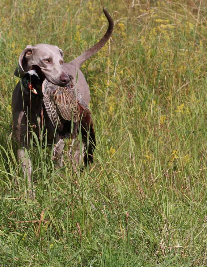 WEIMARANERLÄGRET 25-28 MAJ 2017 Foto: Katarina Abrahamsson SWeiK har nöjet att bjuda in alla nya och gamla medlemmar, allt från små valpar till veteraner, oavsett utbildningsnivå, målsättning och