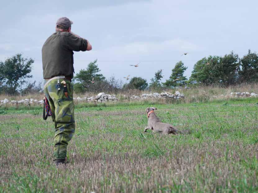 Vad anser ni om den svenska weimaranern idag? Hur har rasen utvecklats under den tiden ni varit aktiva?