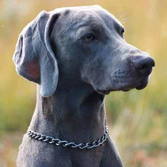I stamtavlan heter hon Woksebs Under The Mistletoe. Om ni fick tre önskningar att använda i weimaraneraveln; vad skulle ni be om?