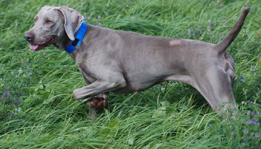 Vilket är ert svåraste hundminne? Det är alltid svårt när man måste ta farväl av en kär och trogen gammal vän. Man vet ju, när man skaffar sin hund, att den dagen alltid kommer.