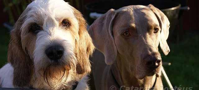 Bor sedan 2011 i Enköping tillsammans med min sambo Thomas och vår weimaraner Ace 3 år.