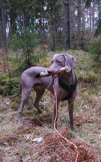 Vad har du för mål med din hund? Även om jag inte är jägare så tycker jag att det är viktigt att göra det som rasen är ämnad för.
