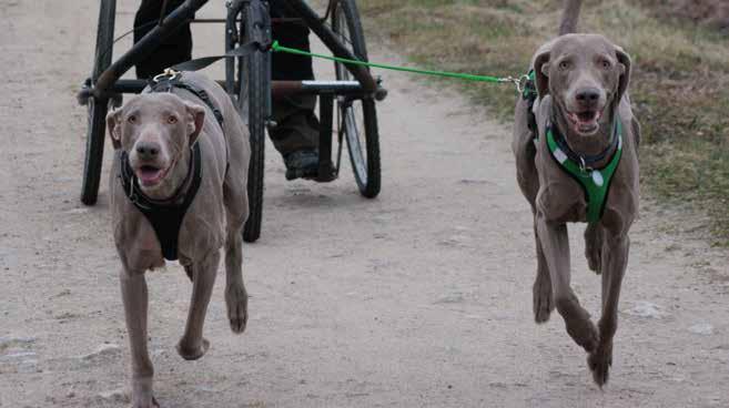 Dragträning ett bra komplement Text: Katarina Hansson, Greyberry s Kennel Vi hade hört talas om dragträning då en vän till oss håller på med drag med sina weimaraner Jag och min man jagar med våra 5