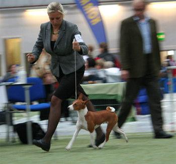 BIR BIG2 och finsk champion! Grattis Carina, Sofie och Madelene Vi väntar förhoppningsvis valpar i början av december! Tack Sofie o Madelene för att vi fick använda underbara och fantastiska Harley!