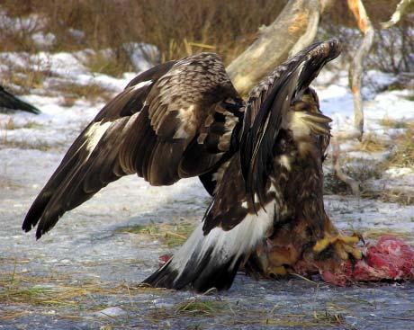 ålder: 2V -Omärkt