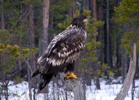 Fläcky -Uppskattad ålder: 2V -Omärkt 30 november