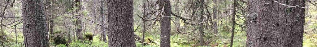 Besiktning och undersökningsplikt Köparen har enligt jordabalken ett långtgående ansvar