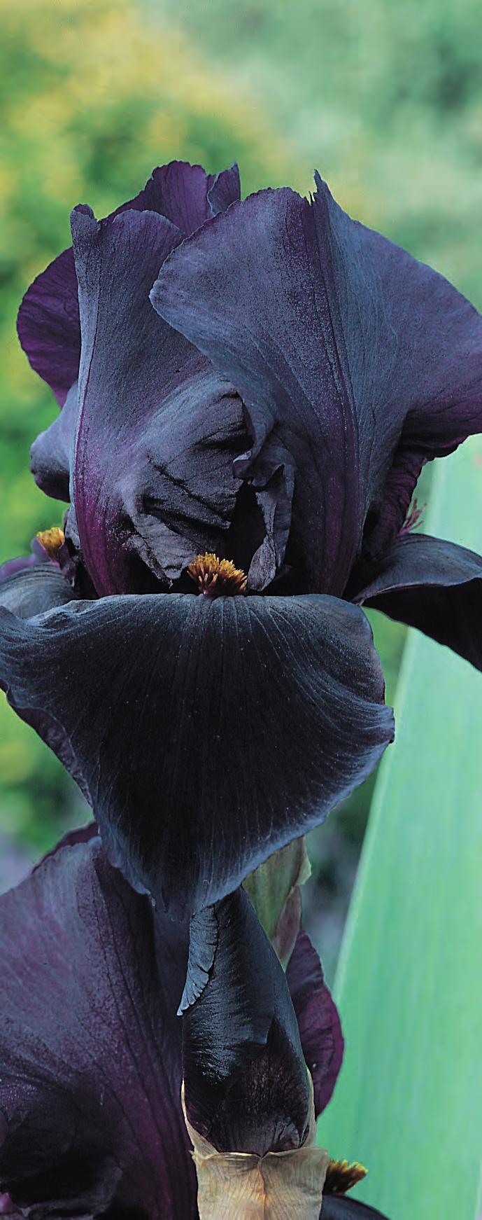 OF BLACK Iris Germanica Black Dragon Dramatiskt mörka, nästan svarta, väldoftande