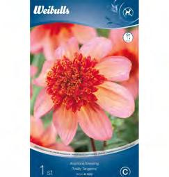 411332 411333 411402 7 312364 113320 7 312364 113337 7 312364 114020 Dahlia, anemon Totally Tangerine är en anemonblommande dahlia med bedårande blommor i korall och rosa. snittblomma.