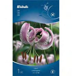 Liljor är mestadels vinterhärdiga, eventuellt kan man täcka plantan mot extremt stark frost. Lökstorlek: 12/14 Sort: Sweet Rosy Lilja, orientlilja Lilium orientalis Lämplig snittblomma.