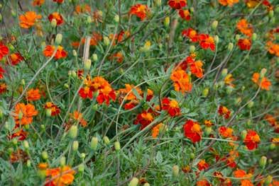 (spaljé) Salvia farinacea Fairy Queen, blå-vit daggsalvia Tagetes patula nana onanza Yellow, sammetstagetes gul Tagetes tenuifolia isco Red, liten