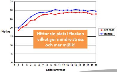 Banta celltalet 16 Inskolning av kvigor 1. Introducera kvigorna i stallet i grupper om 2-4 stycken 2. Låt dom gå med i 2 veckor i tidsperioden 3-6 veckor före kalvning 3.