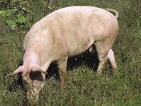 Varifrån kommer ursprungligen den mat som vi äter i Sverige? Vilka omvägar har den tagit innan konsumenten köper den i butiken?