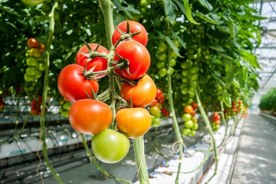 Tmat (Slanum lycpersicum) Biprdukter: blad, stammar, fruktkött ch frön (saft-ch ketchupindustri) Blad ch stammar > Extrakt > Antibakterisk Fuktgivande Vävnadskrympande effekt Frön (frölja) >
