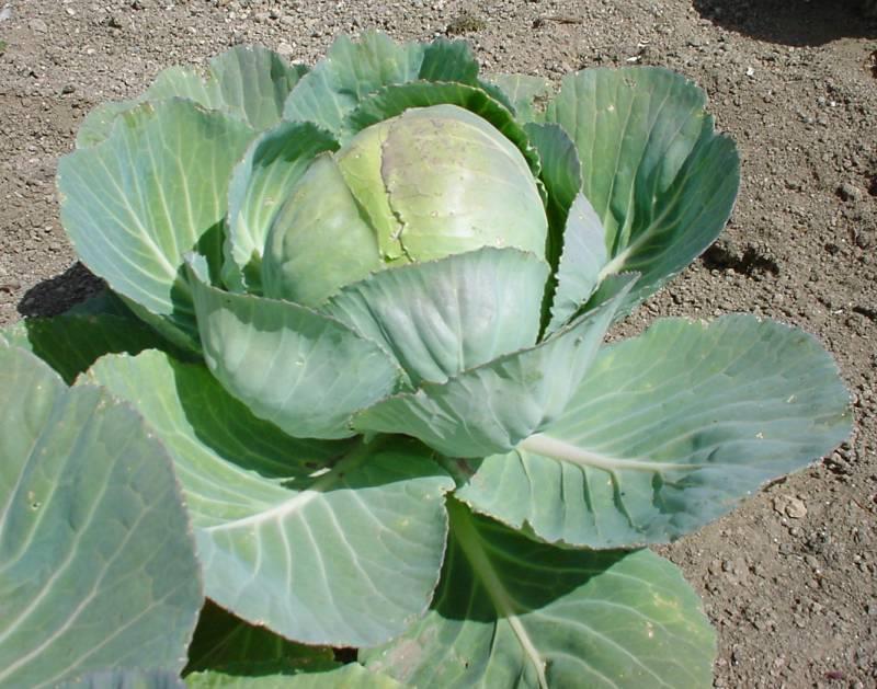 Vitkål (Brassica leracea) Biprdukter: blad, prcessvatten Kkvatten av blad > Förhindrar functin av tyrsinas Tyrsinas förökar bildandet av melanin > bildar