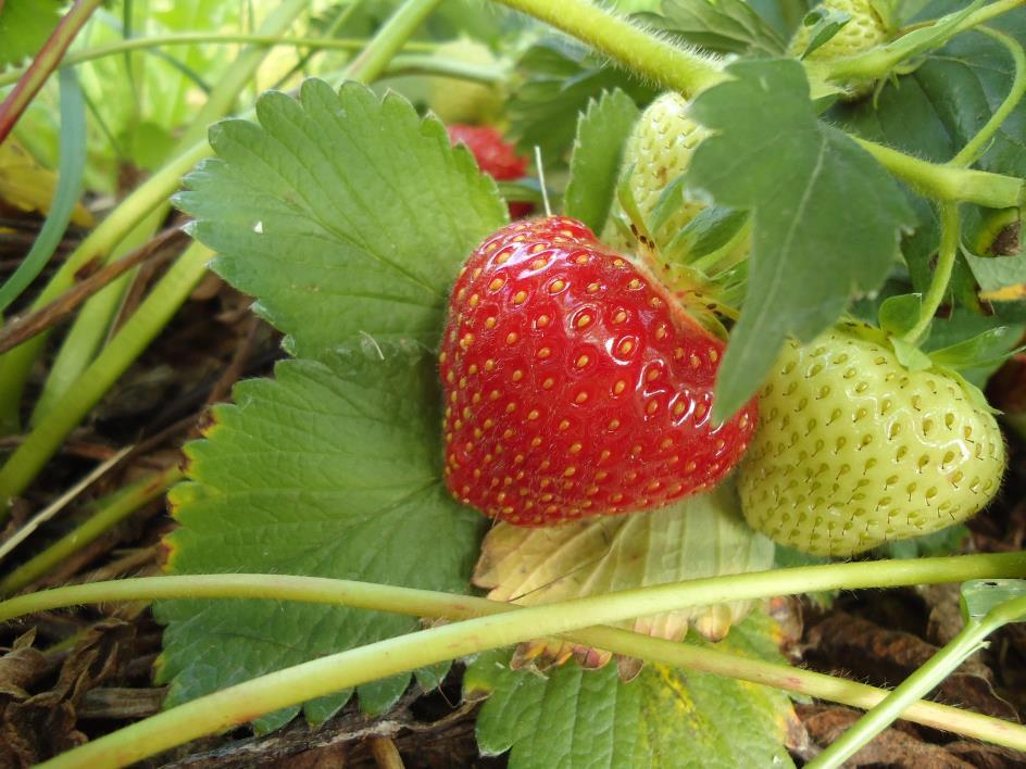 Jrdgubbe (Fragaria x ananassa) Biprdukter: bär (II-klass), fruktkött, frön, blad (revr) Revr > Strt antixidantaktivitet Ellagisyra > Minskar