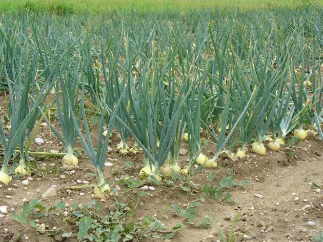 Lök (Allium cepa) Biprdukter: skal, lök Skal > Strt plyfenlinnehåll Relativt hög antixidantaktivitet Lök > Lvande