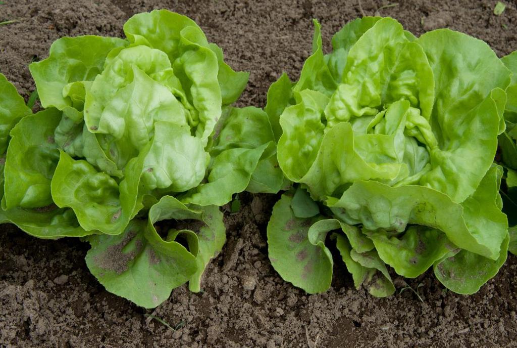 Bladsallat (Lactuca sativa) Biprdukter: den vanjrdiska delen av sallat,