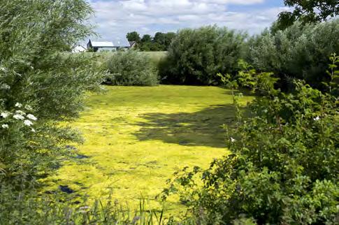 torna (se avsnittet om flodkräftan i dammar samt figur 16 och 17). I humusrika vatten är vattnet kraftigt brunfärgat och påminner om tevatten.