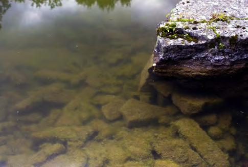 arterna. Däremot ser man ganska mycket skalbaggar och andra frisimmande småkryp. Det växer ofta mycket alger på stenarna i kräftvatten.