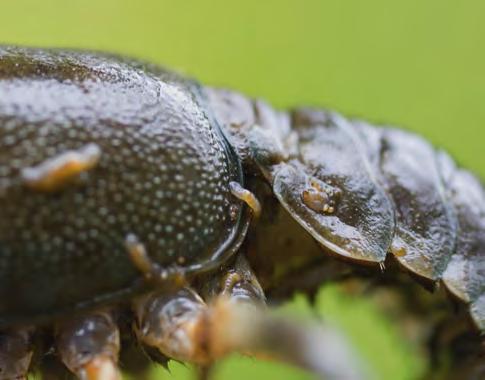 När det gäller parasiten Psorospermium kan man inte upptäcka den utan mikroskopering av kräftans hud. I svenska flodkräftbestånd är parasiten utbredd men behöver inte vara dödlig för kräftan.