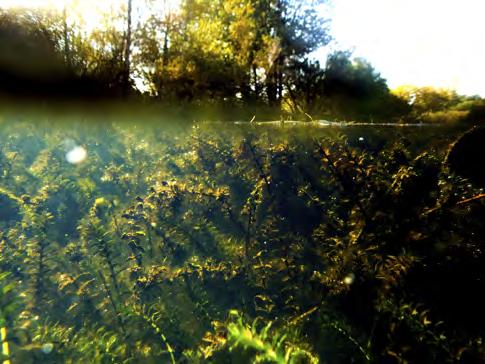 Figur 16. Kräftvatten som invaderats av vattenpest. Växten, som växer mycket snabbt och inte gillas speciellt av flodkräftor, täcker botten på hela dammen vilket leder till syrebrist.