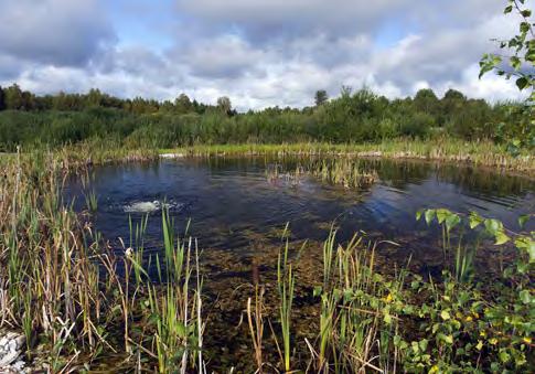 Dammens lutning bör inte vara för stor, eftersom flacka strandprofiler ger god uppvärmning samtidigt som kantras undviks. En lutning på 1:3 1:4 rekommenderas.