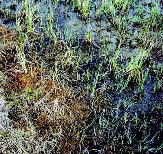 Naturvårdshänsyn Undvik tidigare okalkade våtmarker. Kalka inte större arealer än nödvändigt. Kalka inte våtmarker med höga eller mycket höga naturvärden (VMI).