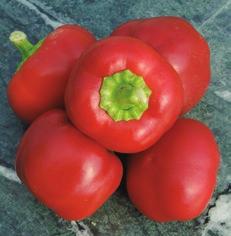 26 CORNO ROSSO röd lång.(ca 112 dagar) Överraskande tidig sort som ger 15-20 cm långa hängande frukter, 4-5 cm vid fästet. Mognar från grönt till mörkt rött, lite ojämnt över frukten. Vikt ca 130 g.