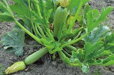 34 Salladsportlak Portulaca oleracea 1000 frön=ca 0,4 g. Grobarhet 70% 5M räcker till ca 100 strm Såtid: april/maj-augusti i kruka eller direkt Plantavst.: 10-12 cm Radavst.