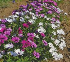 5111 Portion/ (ca 100 frön) Pris: 26:- (32:50) Seeker Purple Shades purpurröd (ca 110 dagar) Nyanser mellan ljust och mörkt purpur. Fylliga blomställningar. Höjd ca 80-90 cm.